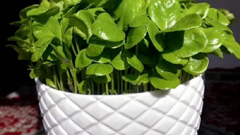 سبزه پرتقال